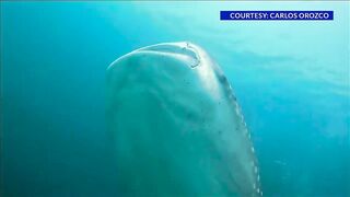 30-foot whale shark spotted in Panama City Beach