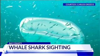 30-foot whale shark spotted in Panama City Beach