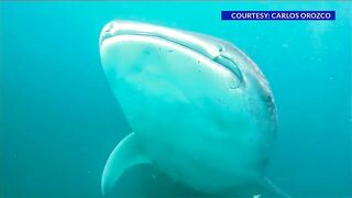 30-foot whale shark spotted in Panama City Beach