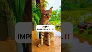 ???? IMPRESSIVE CAT …‼️ #youtubeshorts #funny #look #shorts #india @YouTube #travel #show #green