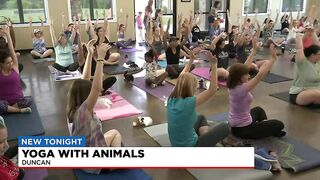 Yoga with animals in Duncan