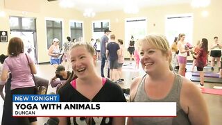 Yoga with animals in Duncan