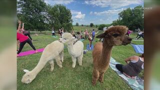 Rusty Stars Alpaca Farm hosting alpaca yoga in Winterset