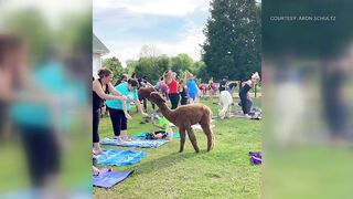 Rusty Stars Alpaca Farm hosting alpaca yoga in Winterset