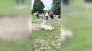 Rusty Stars Alpaca Farm hosting alpaca yoga in Winterset