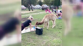 Rusty Stars Alpaca Farm hosting alpaca yoga in Winterset