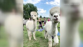 Rusty Stars Alpaca Farm hosting alpaca yoga in Winterset