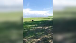 Green beach in Latvia