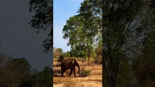 Sri Lankan Elephant... #wildlife #srilanka #elephant #safari #katharagama #travel #nature #shorts