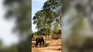 Sri Lankan Elephant... #wildlife #srilanka #elephant #safari #katharagama #travel #nature #shorts