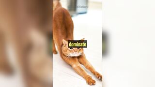 Why Are Cats Flexible?