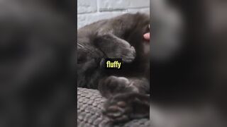 Why Are Cats Flexible?