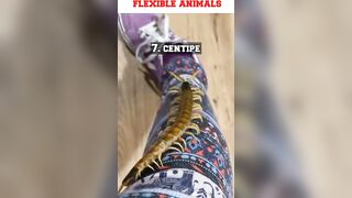 most flexible animals#shorts#ytshorts#viralshorts#animals#flexible