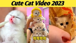 funny and cute cat videos compilation 2023 #short