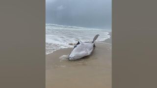 Newborn Humpback Whale Calf Stranded on a Beach