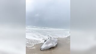 Newborn Humpback Whale Calf Stranded on a Beach