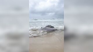 Newborn Humpback Whale Calf Stranded on a Beach