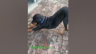 #rottweiler #stretching ????????????