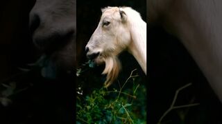 Incredible Goat Compilation: Part 6 | Unbelievable Goat Variety & Charm in 60 Seconds! #goat #shorts