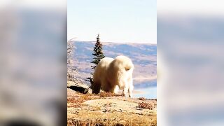 Incredible Goat Compilation: Part 6 | Unbelievable Goat Variety & Charm in 60 Seconds! #goat #shorts