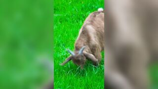 Incredible Goat Compilation: Part 6 | Unbelievable Goat Variety & Charm in 60 Seconds! #goat #shorts