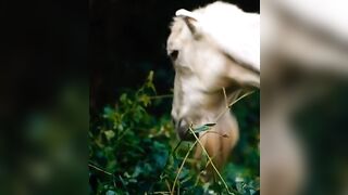 Incredible Goat Compilation: Part 6 | Unbelievable Goat Variety & Charm in 60 Seconds! #goat #shorts