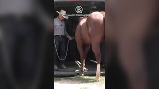 How To Teach a Horse To Back Off The Trailer Part 3 2