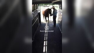 How To Teach a Horse To Back Off The Trailer Part 3 2