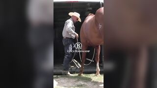 How To Teach a Horse To Back Off The Trailer Part 3 2