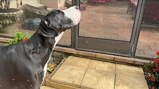 Funny Great Dane reluctantly gets wet in beautiful Florida sun shower