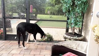 Funny Great Dane reluctantly gets wet in beautiful Florida sun shower