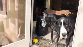 Funny Great Dane reluctantly gets wet in beautiful Florida sun shower