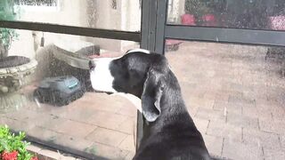 Funny Great Dane reluctantly gets wet in beautiful Florida sun shower