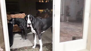 Funny Great Dane reluctantly gets wet in beautiful Florida sun shower