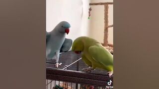 Why do these two parrots give off the same energy ???? #shorts #tiktok #cockatiel