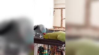 Why do these two parrots give off the same energy ???? #shorts #tiktok #cockatiel