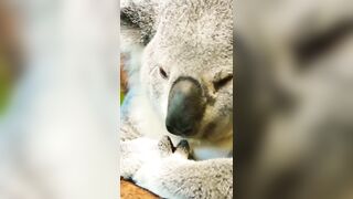 Adorable Koala Compilation Part 1 - Cute Koalas from Around the World ????