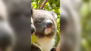 Adorable Koala Compilation Part 1 - Cute Koalas from Around the World ????