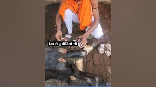 ये वीडियो सुन लिए #भगवाजी #reels #youtube #trending #instareels #cow #animal #instagram #india