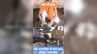 ये वीडियो सुन लिए #भगवाजी #reels #youtube #trending #instareels #cow #animal #instagram #india