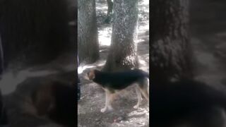 Feeding a lovely street dog @ Azrou Cedar Forest #travel #explore #morocco #dog #animals #usa #video