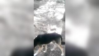 Feeding a lovely street dog @ Azrou Cedar Forest #travel #explore #morocco #dog #animals #usa #video