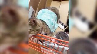 TikTok-famous cat living in Burlington County store draws in crowds of new customers