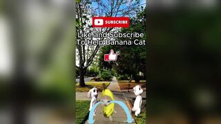 Happy Cat TikTok Compilation 3 - Banana Cat Series - The Cat Adventures