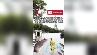 Happy Cat TikTok Compilation 3 - Banana Cat Series - The Cat Adventures