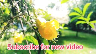 best fruits and flowers at garden/ Best flowers| travel trick tips vlog |pangu