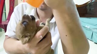 Cute Puppies - Funny and Cute Dog Videos Compilation 2023 - Part 23