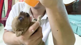 Cute Puppies - Funny and Cute Dog Videos Compilation 2023 - Part 23