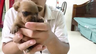 Cute Puppies - Funny and Cute Dog Videos Compilation 2023 - Part 23