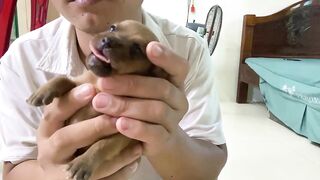 Cute Puppies - Funny and Cute Dog Videos Compilation 2023 - Part 23